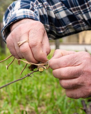 Bağlanma. Şarapçı, sebze rafyasıyla budandıktan sonra yeni çekimi tele bağlıyor. Geleneksel tarım. Kış budama, Guyot yöntemi.
