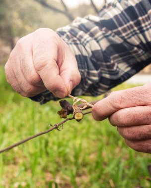 Bağlanma. Şarapçı, sebze rafyasıyla budandıktan sonra yeni çekimi tele bağlıyor. Geleneksel tarım. Kış budama, Guyot yöntemi.