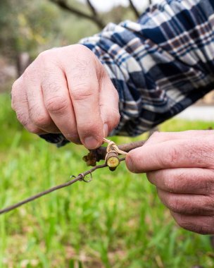 Bağlanma. Şarapçı, sebze rafyasıyla budandıktan sonra yeni çekimi tele bağlıyor. Geleneksel tarım. Kış budama, Guyot yöntemi.