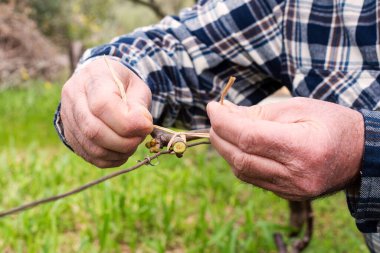 Bağlanma. Şarapçı, sebze rafyasıyla budandıktan sonra yeni çekimi tele bağlıyor. Geleneksel tarım. Kış budama, Guyot yöntemi.