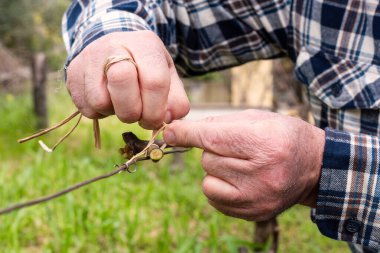 Bağlanma. Şarapçı, sebze rafyasıyla budandıktan sonra yeni çekimi tele bağlıyor. Geleneksel tarım. Kış budama, Guyot yöntemi.