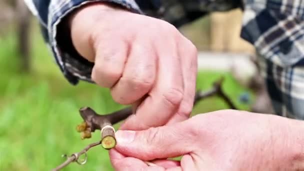 Bağlanma Şarapçı Sebze Rafyasıyla Budandıktan Sonra Yeni Çekimi Tele Bağlıyor — Stok video