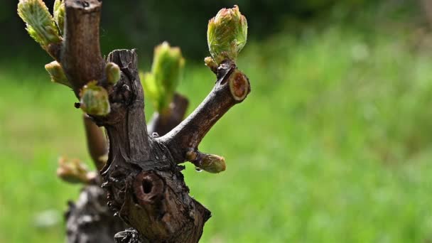Kropla Soku Spadająca Gałęzi Winorośli Młodymi Pędami Wiosną Sardynia Włochy — Wideo stockowe