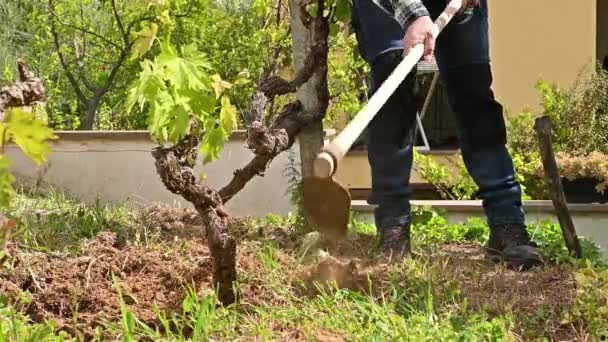 Boer Met Schoffel Bewerkt Het Land Wijngaard Landbouwsector Wijnbouw Beelden — Stockvideo