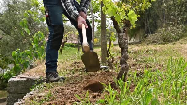 Petani Dengan Cangkul Bekerja Tanah Kebun Anggur Industri Pertanian Perkebunan — Stok Video