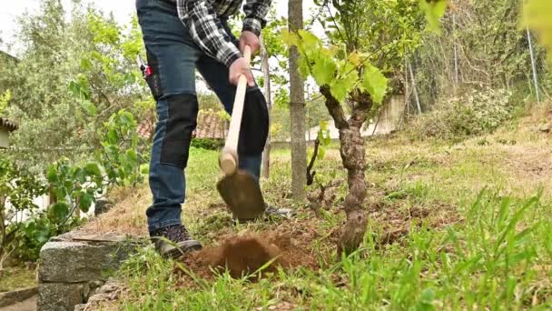 농부는 어떻게 포도원에서 작동합니다 와이너리 푸티지 — 비디오