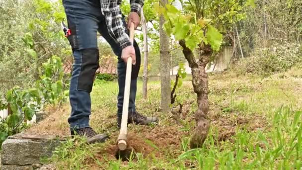 ファーマーはブドウ園で土地を作っている ワイナリー フットステージ — ストック動画