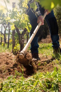 Çapalı çiftçi gün batımında üzüm bağındaki arazide çalışır. Tarım endüstrisi, şaraphane. 