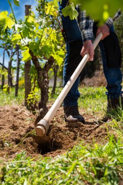 Çapalı çiftçi üzüm bağındaki arazide çalışıyor. Tarım endüstrisi, şaraphane. 