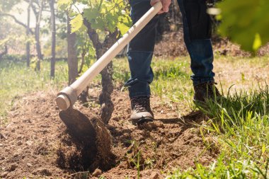 Çapalı çiftçi gün batımında üzüm bağındaki arazide çalışır. Tarım endüstrisi, şaraphane. 
