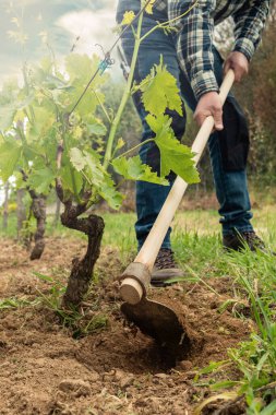 Çapalı çiftçi gün batımında üzüm bağındaki arazide çalışır. Tarım endüstrisi, şaraphane. 