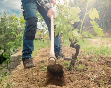 Çapalı çiftçi gün batımında üzüm bağındaki arazide çalışır. Tarım endüstrisi, şaraphane. 