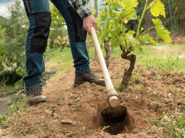 Çapalı çiftçi üzüm bağındaki arazide çalışıyor. Tarım endüstrisi, şaraphane. 