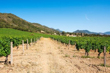 İtalya, Sardunya 'da yetişen şarap üretimi için güzel bir üzüm bağının sıraları. Geleneksel tarım. 