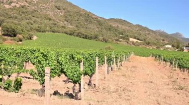 İtalya, Sardunya 'da yetişen şarap üretimi için güzel bir üzüm bağının sıraları. Geleneksel tarım. Görüntü.