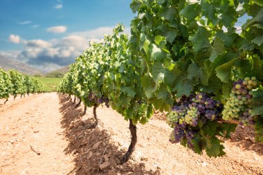 Bir üzüm bağında veryans. Böğürtlenli üzümler olgunlaşma evresine başlıyor. Geleneksel tarım. Sardunya.