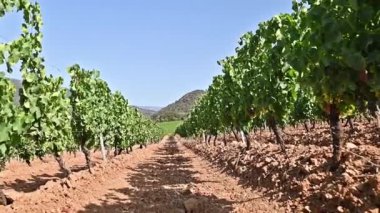 İtalya, Sardunya 'da yetişen şarap üretimi için güzel bir üzüm bağının sıraları. Geleneksel tarım. Görüntü.