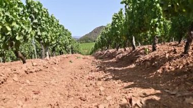 İtalya, Sardunya 'da yetişen şarap üretimi için güzel bir üzüm bağının sıraları. Geleneksel tarım. Görüntü.