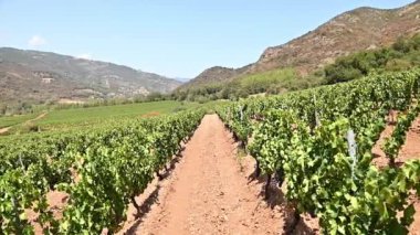 İtalya, Sardunya 'da yetişen şarap üretimi için güzel bir üzüm bağının sıraları. Geleneksel tarım. Görüntü.