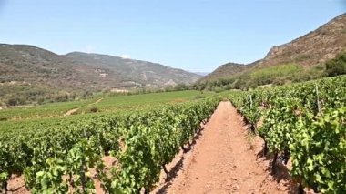 İtalya, Sardunya 'da yetişen şarap üretimi için güzel bir üzüm bağının sıraları. Geleneksel tarım. Görüntü.