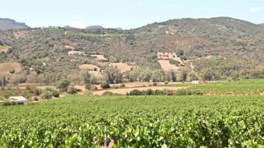 İtalya, Sardunya 'da yetişen şarap üretimi için güzel bir üzüm bağının sıraları. Geleneksel tarım. Görüntü.