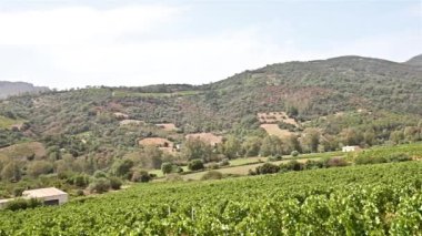 İtalya, Sardunya 'da yetişen şarap üretimi için güzel bir üzüm bağının sıraları. Geleneksel tarım. Görüntü.