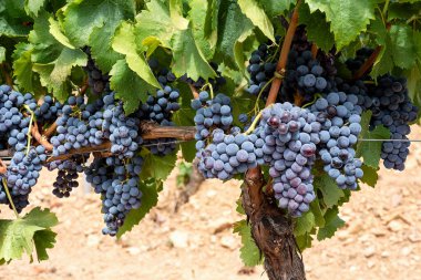 Cannonau Üzümleri. Bitkilerin dalları arasında olgunlaşmış siyah üzüm demetleri. Geleneksel tarım. Sardunya.
