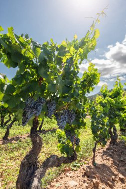 Cannonau üzümleri. Bir üzüm bağındaki bitkinin dalları arasında olgunlaşmış siyah üzüm demetleri. Geleneksel tarım. Sardunya. 