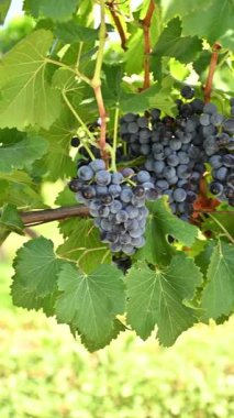 Cannonau üzümleri. Bir üzüm bağındaki bitkinin dalları arasında olgunlaşmış siyah üzüm demetleri. Geleneksel tarım. Sardunya 'da. Görüntü.