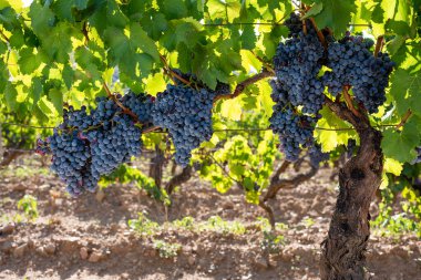 Cannonau üzümleri. Bir üzüm bağındaki bitkinin dalları arasında olgunlaşmış siyah üzüm demetleri. Geleneksel tarım. Sardunya. 