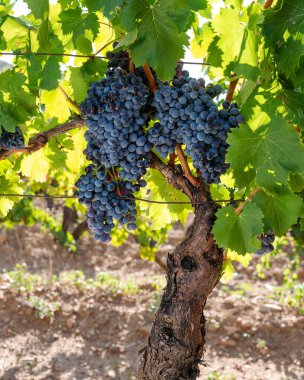 Cannonau üzümleri. Bir üzüm bağındaki bitkinin dalları arasında olgunlaşmış siyah üzüm demetleri. Geleneksel tarım. Sardunya. 
