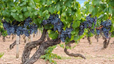 Cannonau üzümleri. Bir üzüm bağındaki bitkinin dalları arasında olgunlaşmış siyah üzüm demetleri. Geleneksel tarım. Sardunya. 