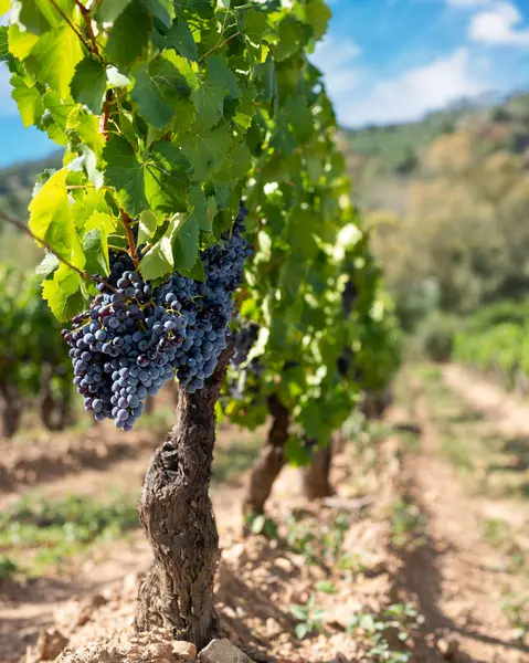 Cannonau üzümleri. Bir üzüm bağındaki bitkinin dalları arasında olgunlaşmış siyah üzüm demetleri. Geleneksel tarım. Sardunya. 