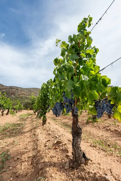 Cannonau üzümleri. Bir üzüm bağındaki bitkinin dalları arasında olgunlaşmış siyah üzüm demetleri. Geleneksel tarım. Sardunya. 