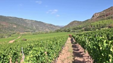 İtalya, Sardunya 'da yetişen şarap üretimi için güzel bir üzüm bağının sıraları. Geleneksel tarım. Görüntü.