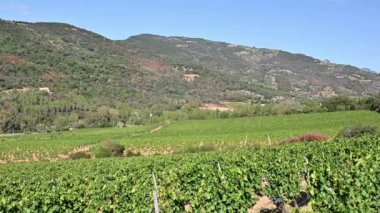 İtalya, Sardunya 'da yetişen şarap üretimi için güzel bir üzüm bağının sıraları. Geleneksel tarım. Görüntü.