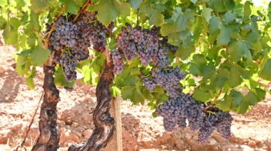 Cannonau üzümleri. Bir üzüm bağındaki bitkinin dalları arasında olgunlaşmış siyah üzüm demetleri. Geleneksel tarım. Sardunya 'da. Görüntü.