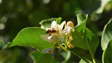 Baharda beyaz limon çiçeklerinden polen toplayan bir arıya yakından bakın. Biyolojik tarım. Çevre koruma ve biyolojik çeşitlilik. Görüntü..