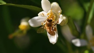 Baharda beyaz limon çiçeklerinden polen toplayan bir arıya yakından bakın. Biyolojik tarım. Çevre koruma ve biyolojik çeşitlilik. Görüntü..