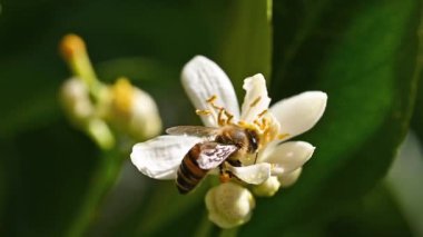 Baharda beyaz limon çiçeklerinden polen toplayan bir arıya yakından bakın. Biyolojik tarım. Çevre koruma ve biyolojik çeşitlilik. Görüntü..