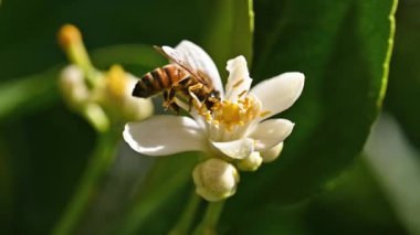 Baharda beyaz limon çiçeklerinden polen toplayan bir arıya yakından bakın. Biyolojik tarım. Çevre koruma ve biyolojik çeşitlilik. Görüntü..