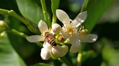 Baharda beyaz limon çiçeklerinden polen toplayan bir arıya yakından bakın. Biyolojik tarım. Çevre koruma ve biyolojik çeşitlilik. Görüntü.