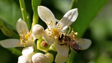 Baharda beyaz limon çiçeklerinden polen toplayan bir arıya yakından bakın. Biyolojik tarım. Çevre koruma ve biyolojik çeşitlilik. Görüntü.