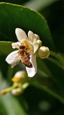 Baharda beyaz limon çiçeklerinden polen toplayan bir arıya yakından bakın. Biyolojik tarım. Çevre koruma ve biyolojik çeşitlilik. Görüntü.