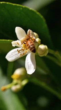 Baharda beyaz limon çiçeklerinden polen toplayan bir arıya yakından bakın. Biyolojik tarım. Çevre koruma ve biyolojik çeşitlilik. Görüntü.