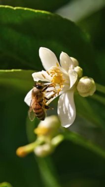 Baharda beyaz limon çiçeklerinden polen toplayan bir arıya yakından bakın. Biyolojik tarım. Çevre koruma ve biyolojik çeşitlilik. Görüntü.