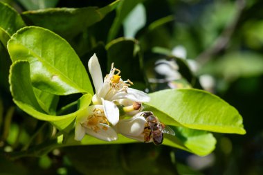 Baharda beyaz limon çiçeklerinden polen toplayan bir arıya yakından bakın. Biyolojik tarım. Çevre koruma ve biyolojik çeşitlilik. 