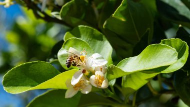 Baharda beyaz limon çiçeklerinden polen toplayan bir arıya yakından bakın. Biyolojik tarım. Çevre koruma ve biyolojik çeşitlilik. 