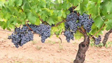 Cannonau üzümleri. Bir üzüm bağındaki bitkinin dalları arasında olgunlaşmış siyah üzüm demetleri. Geleneksel tarım. Sardunya 'da. Görüntü.