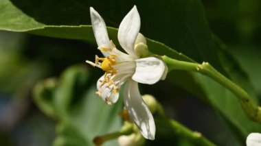 Baharda güneş ışığıyla aydınlatılan beyaz limon çiçeklerinin yakın çekimi. Biyolojik tarım. Çevre koruma ve biyolojik çeşitlilik. Görüntü.